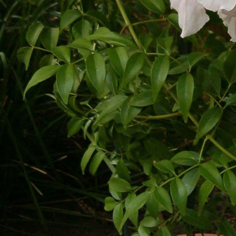 Pandorea jasminoïdes Blanc - Bignone faux jasmin (Feuillage)