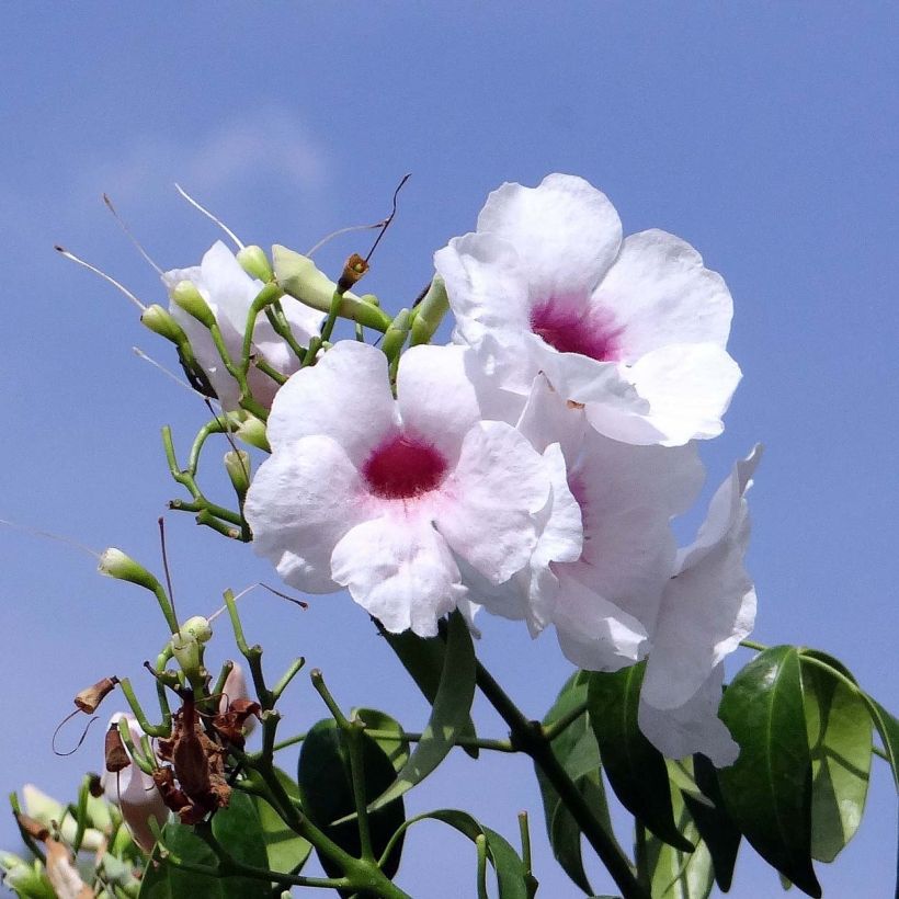 Pandorea jasminoïdes Blanc - Bignone faux jasmin (Floraison)