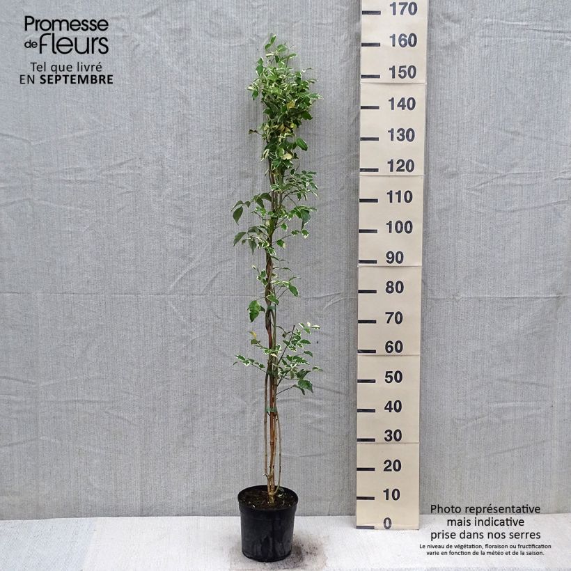 Spécimen de Pandorea jasminoides Variegata - Bignone faux jasmin  tel que livré en automne