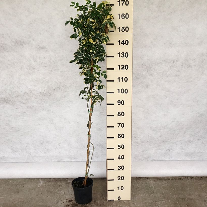 Spécimen de Pandorea jasminoides Variegata - Bignone faux jasmin  - en pot de 3/4L tel que livré au printemps