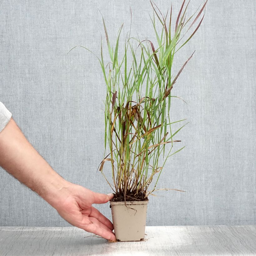 Spécimen de Panic érigé - Panicum virgatum Cheyenne Sky  Godet de 8/9 cm tel que livré en été