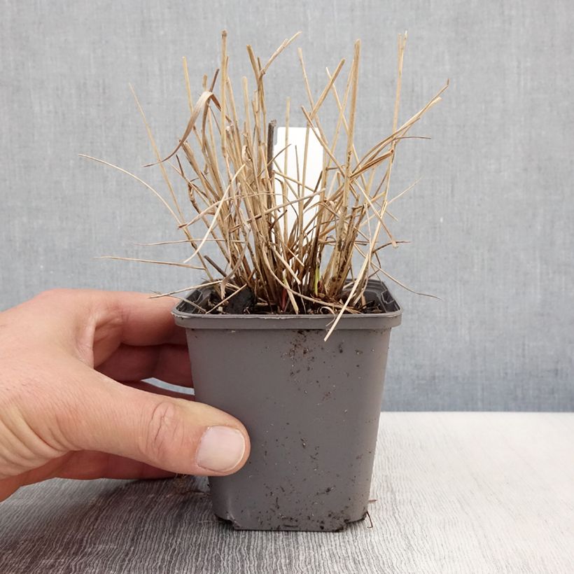Spécimen de Panic érigé - Panicum virgatum Cheyenne Sky  Godet de 8/9 cm tel que livré au printemps