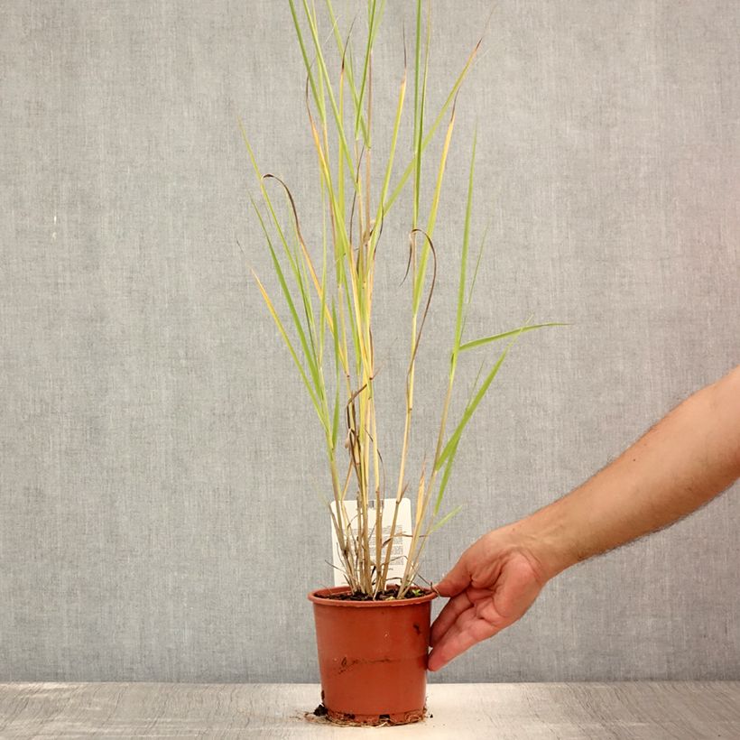 Spécimen de Panic érigé - Panicum virgatum Cloud Nine Pot de 1L/1,5L tel que livré en été