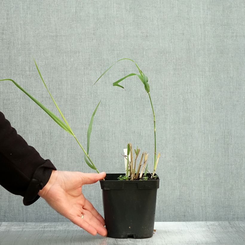 Spécimen de Panic érigé - Panicum virgatum Dallas Blues  Pot de 2L/3L tel que livré en automne