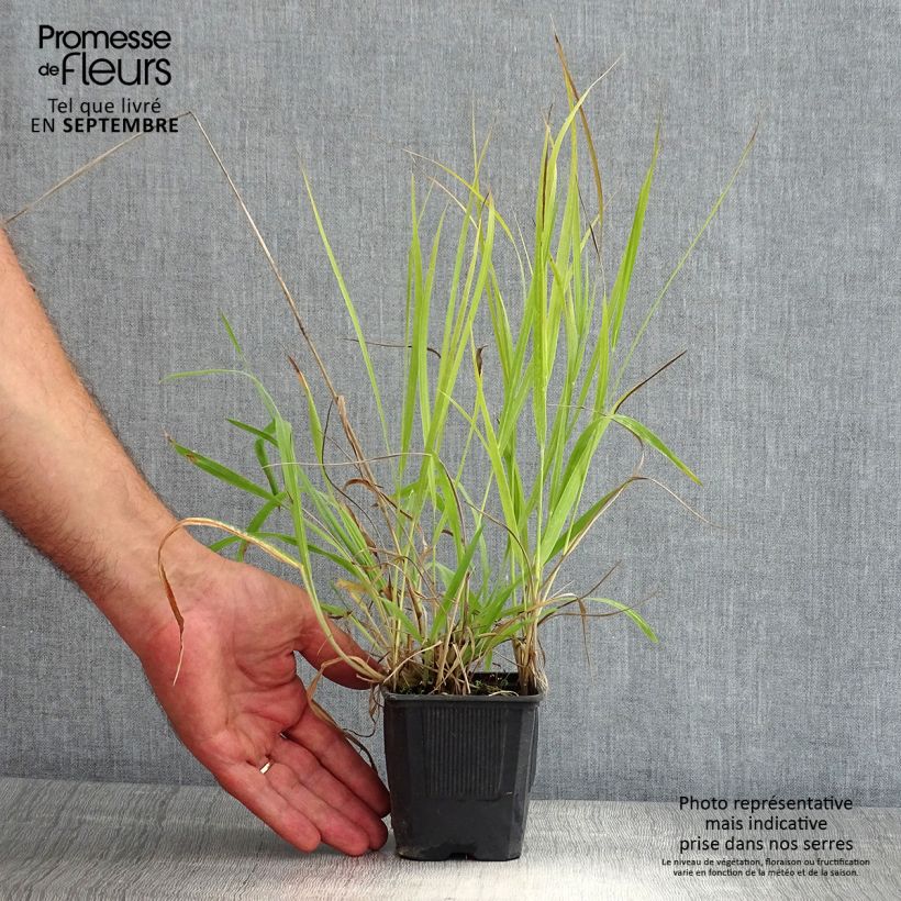 Spécimen de Panic érigé - Panicum virgatum Hanse Herms  Godet de 8/9 cm tel que livré en été