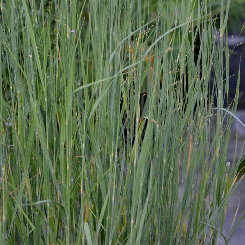 Panic érigé - Panicum virgatum Heavy Métal (Feuillage)