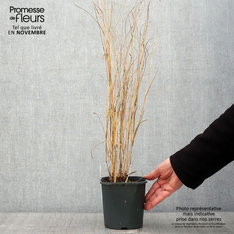 Spécimen de Panic érigé - Panicum virgatum Heiliger Hain Pot de 2L/3L tel que livré en automne