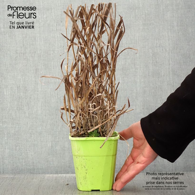 Spécimen de Panic érigé - Panicum virgatum Hot Rod Pot de 1,5L/2L tel que livré en hiver
