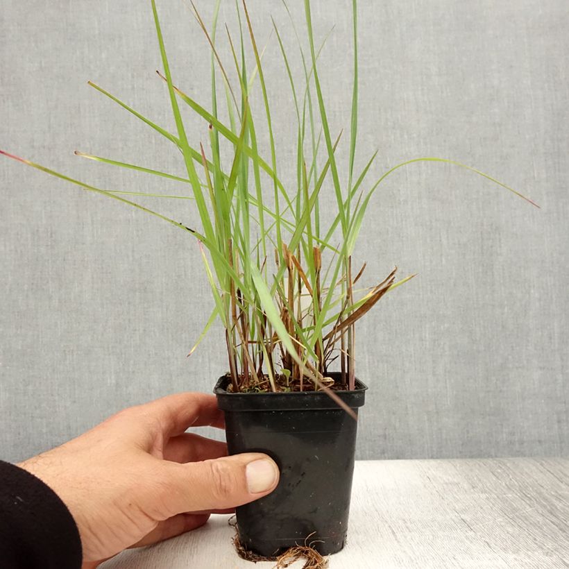 Spécimen de Panic érigé - Panicum virgatum Northwind  Godet de 8/9 cm tel que livré en été