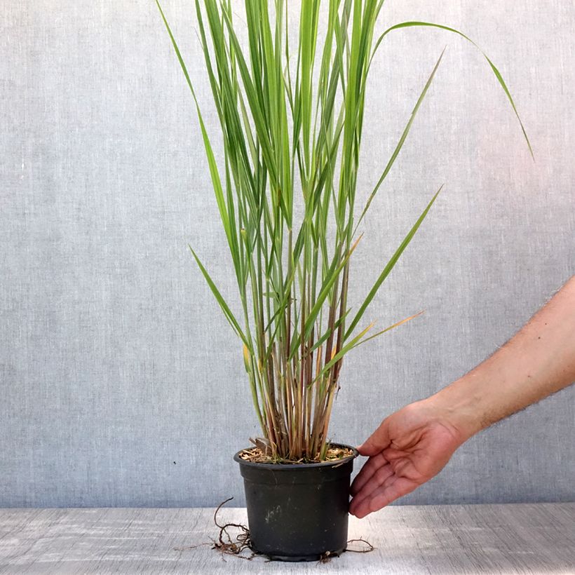 Spécimen de Panic érigé - Panicum virgatum Northwind  Pot de 2L/3L tel que livré en été