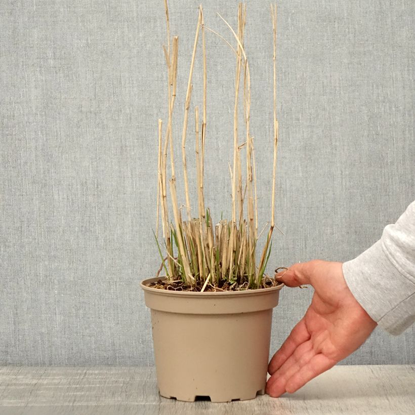 Spécimen de Panic érigé - Panicum virgatum Northwind Pot de 2L/3L tel que livré au printemps
