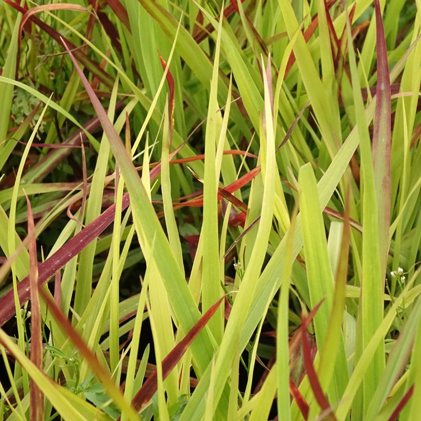 Panic érigé - Panicum virgatum Oxblood Autumn (Feuillage)