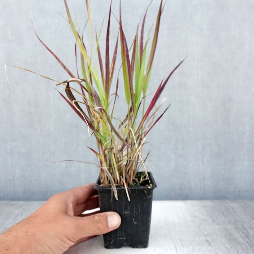 Spécimen de Panic érigé - Panicum virgatum Oxblood Autumn - Godet de 8/9 cm tel que livré en été