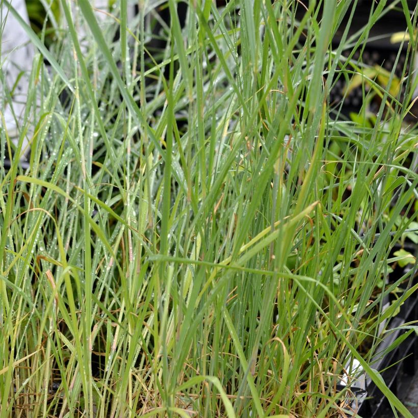 Panic érigé - Panicum virgatum Prairie Sky (Feuillage)