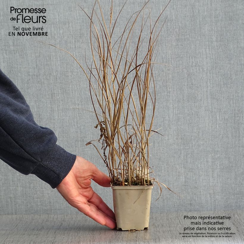 Spécimen de Panic érigé - Panicum virgatum Prairie Sky Godet de 8/9 cm tel que livré en automne