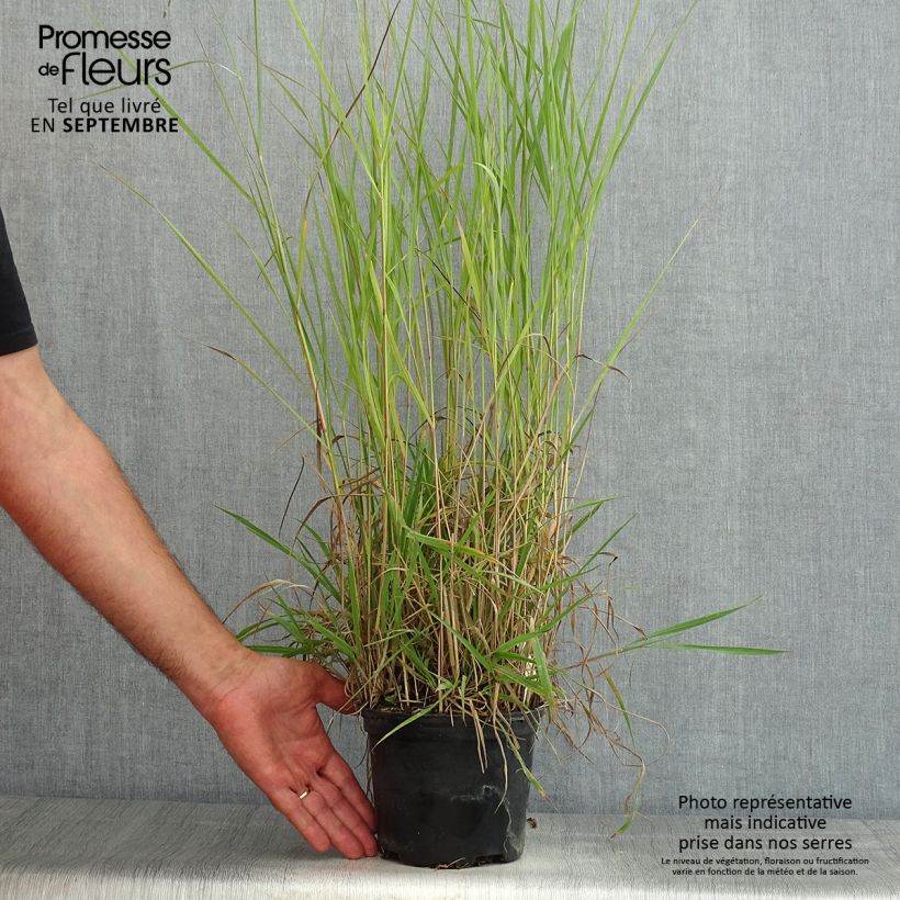 Spécimen de Panic érigé - Panicum virgatum Prairie Sky Pot de 2L/3L tel que livré en été