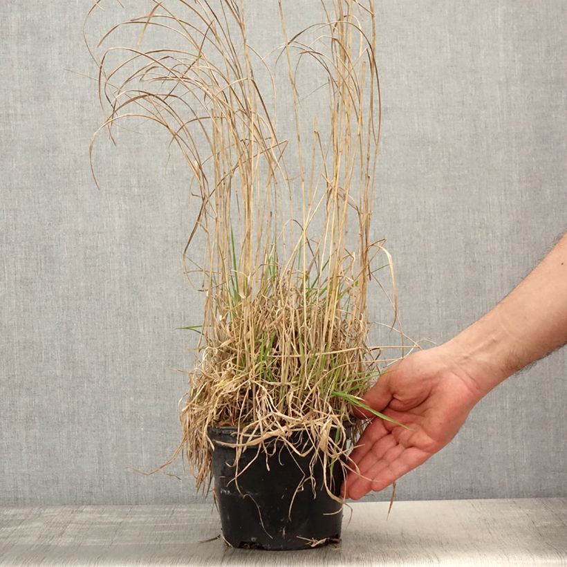 Spécimen de Panic érigé - Panicum virgatum Prairie Sky - Pot de 2L/3L tel que livré au printemps