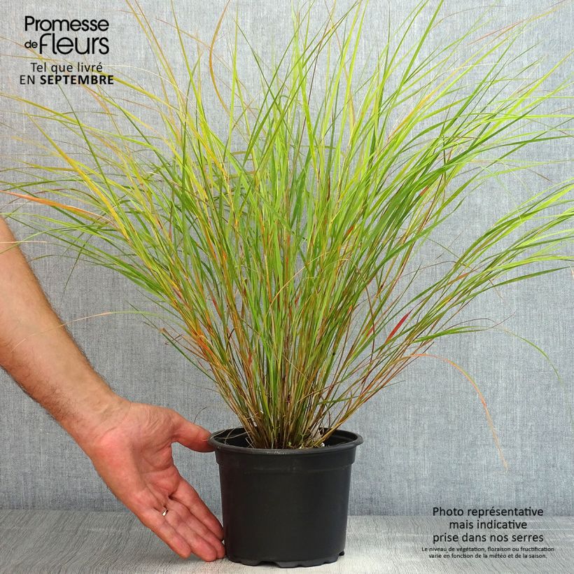 Spécimen de Panic érigé - Panicum virgatum Rehbraun tel que livré en ete