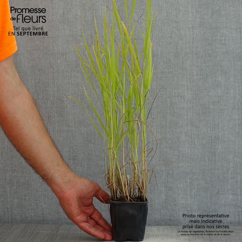 Spécimen de Panic érigé, Panicum virgatum Rotstrahlbusch Godet de 8/9 cm tel que livré en été