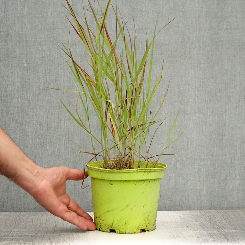 Spécimen de Panic érigé - Panicum virgatum Shenandoah Pot de 2L/3L tel que livré en été