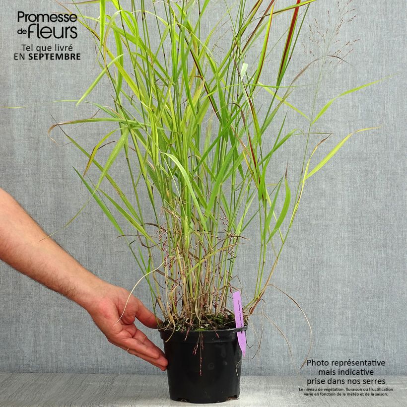 Spécimen de Panicum virgatum Squaw - Panic érigé  Pot de 2L/3L tel que livré en été