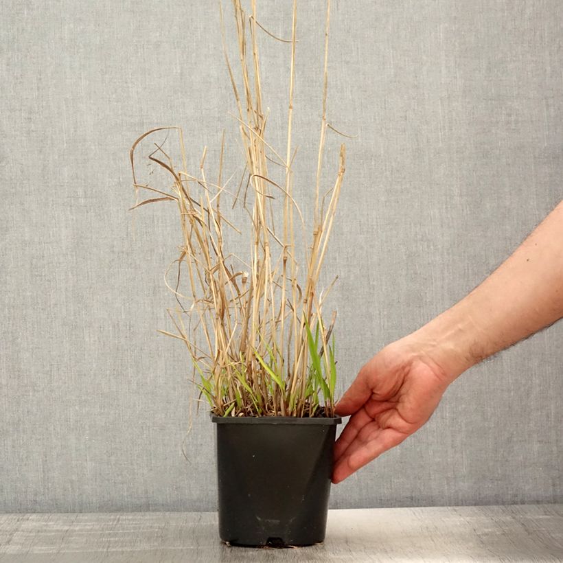 Spécimen de Panicum virgatum Squaw - Panic érigé  Pot de 2L/3L tel que livré au printemps