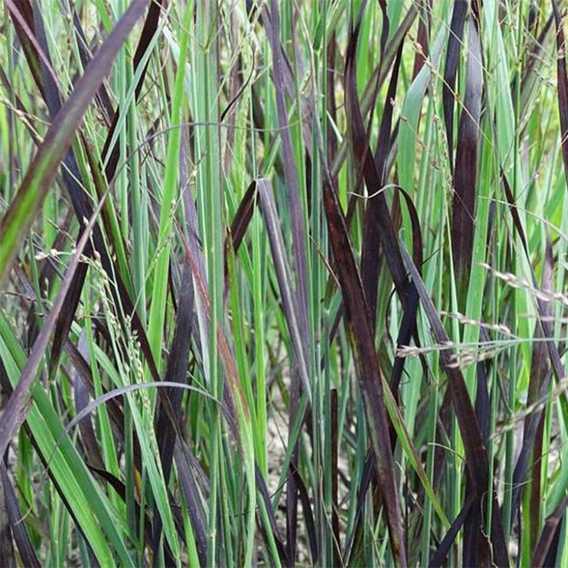 Panic érigé - Panicum virgatum Blue Darkness (Feuillage)