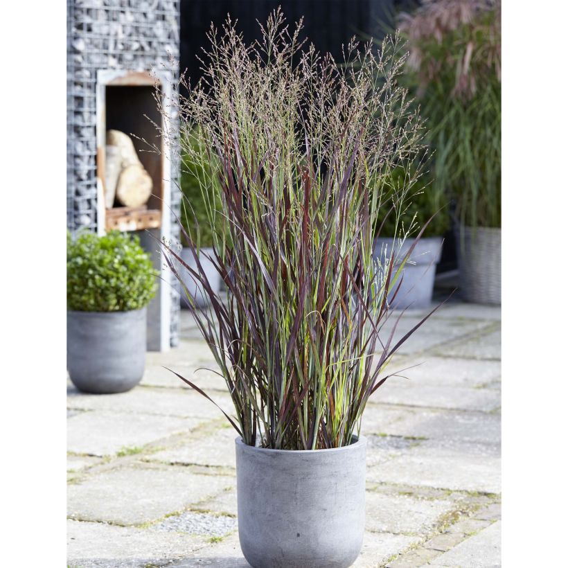 Panicum virgatum Purple Breeze (Port)