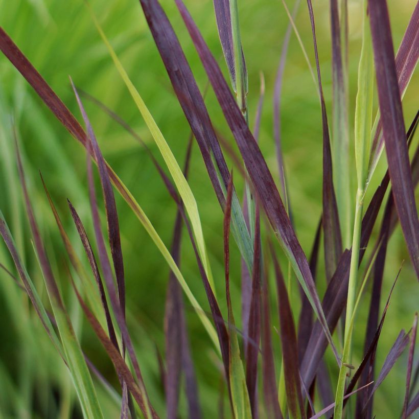 Panicum virgatum Purple Breeze (Feuillage)