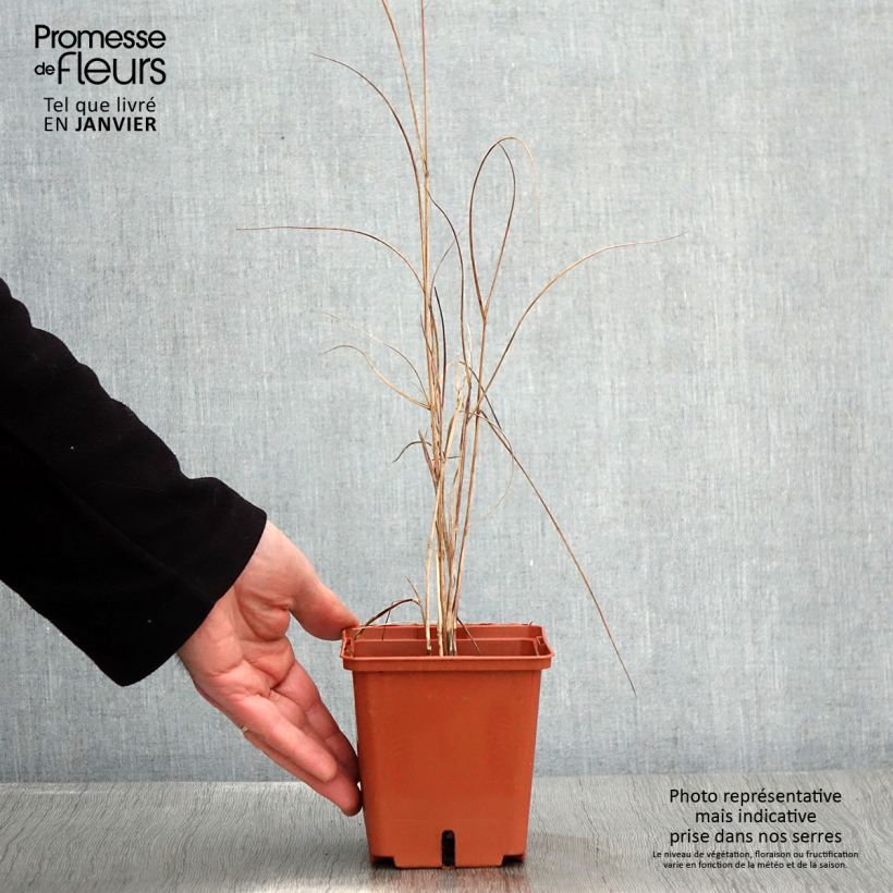 Spécimen de Panicum virgatum Purple Breeze Pot de 1L/1,5L tel que livré en hiver