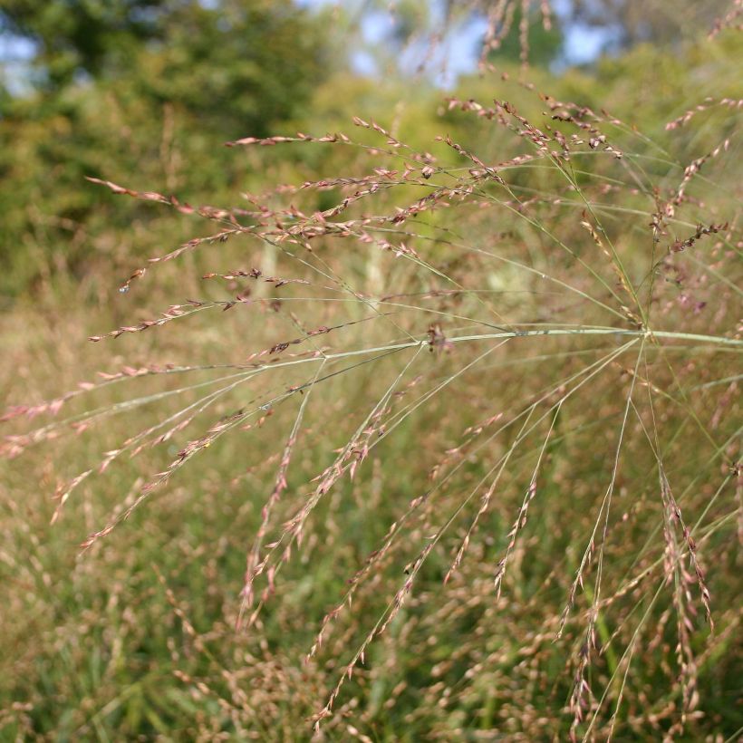 Panic érigé - Panicum virgatum Rehbraun (Floraison)