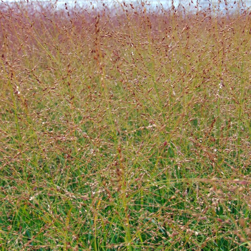Panic érigé, Panicum virgatum Rotstrahlbusch (Floraison)