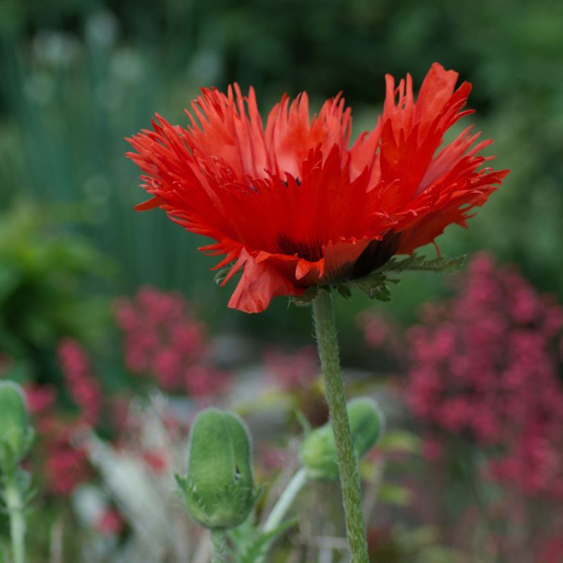 Pavot d'Orient Curlilocks - Papaver orientale (Port)