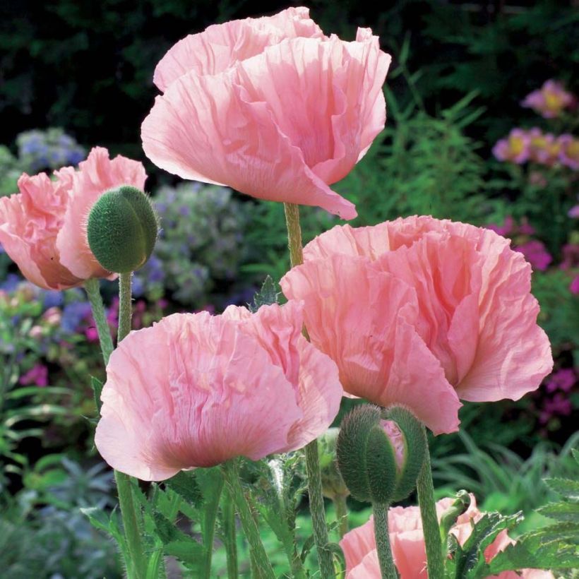 Pavot d'Orient Helen Elisabeth - Papaver orientale (Port)