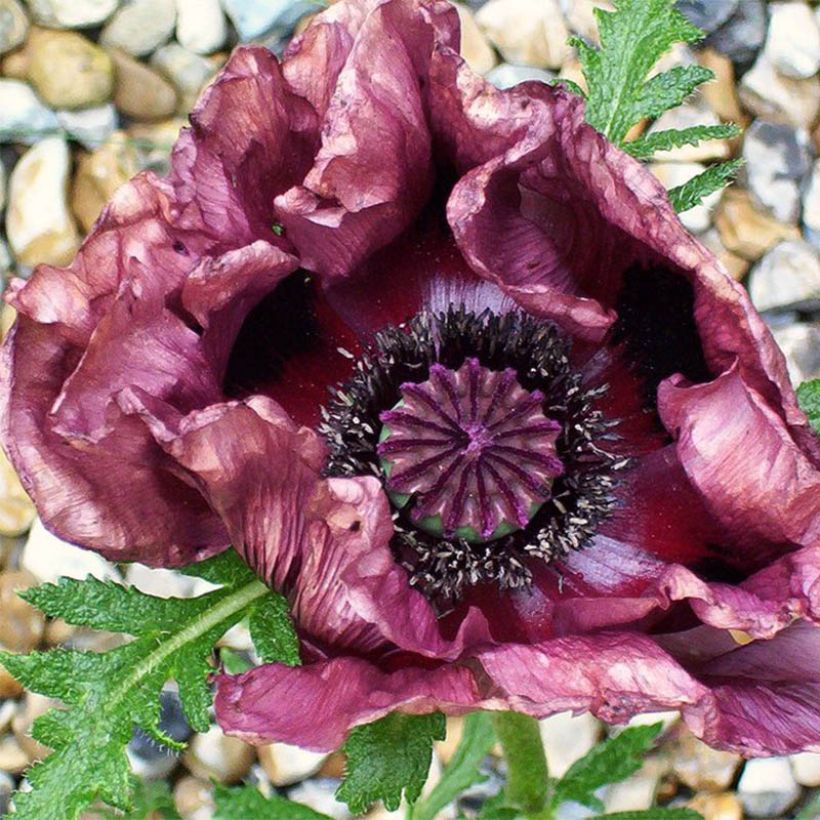 Pavot d'Orient Patty's Plum - Papaver orientale (Floraison)