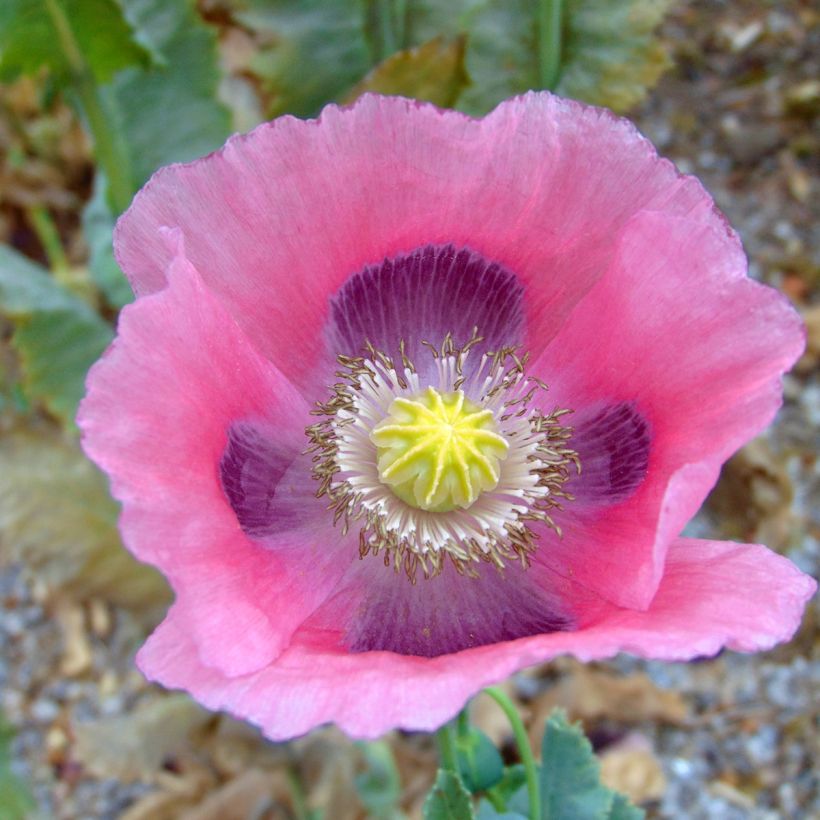 Graines de Pavot - Papaver somniferum nigrum (Floraison)