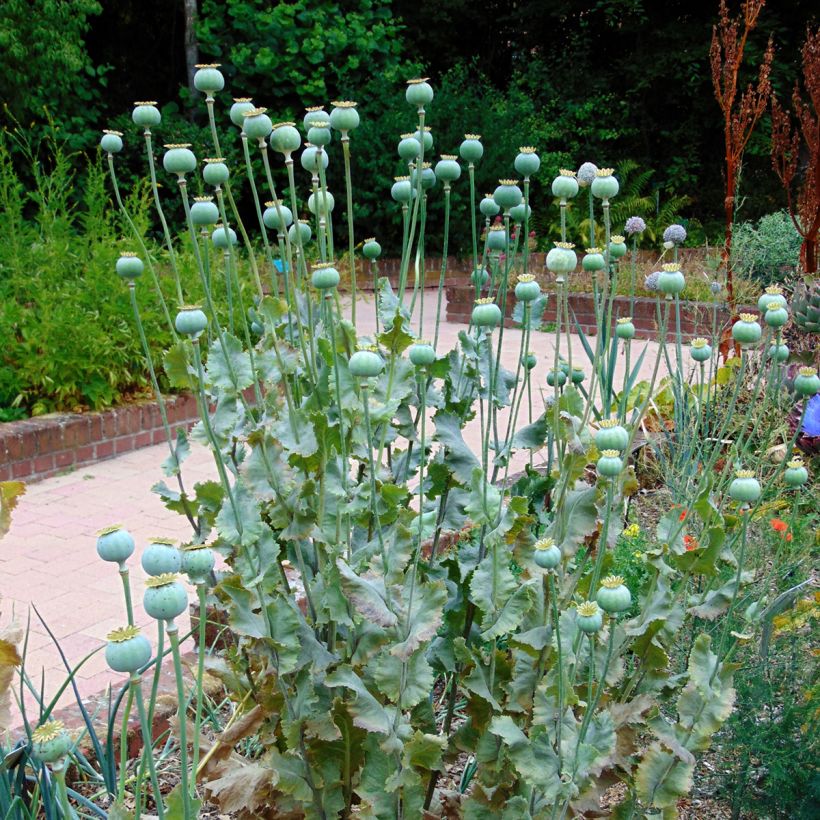 Graines de Pavot - Papaver somniferum nigrum (Port)