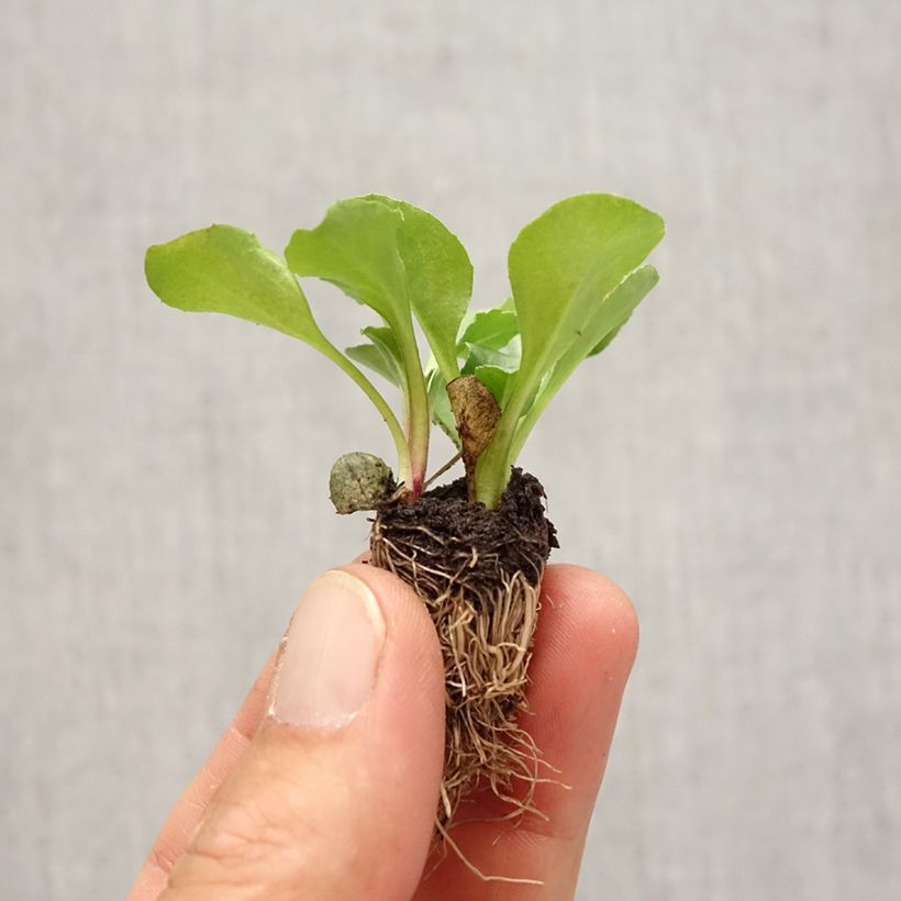 Spécimen de Pâquerette Tasso en mélange Mini-motte - Bellis Perennis - Minimotte : motte 2,2 cm x 2 cm en plaque de culture par 35 tel que livré en automne