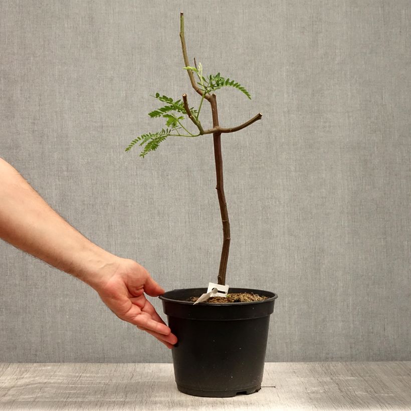 Spécimen de Paraserianthes lophantha - Acacia du Cap Pot de 4L/5L tel que livré en été