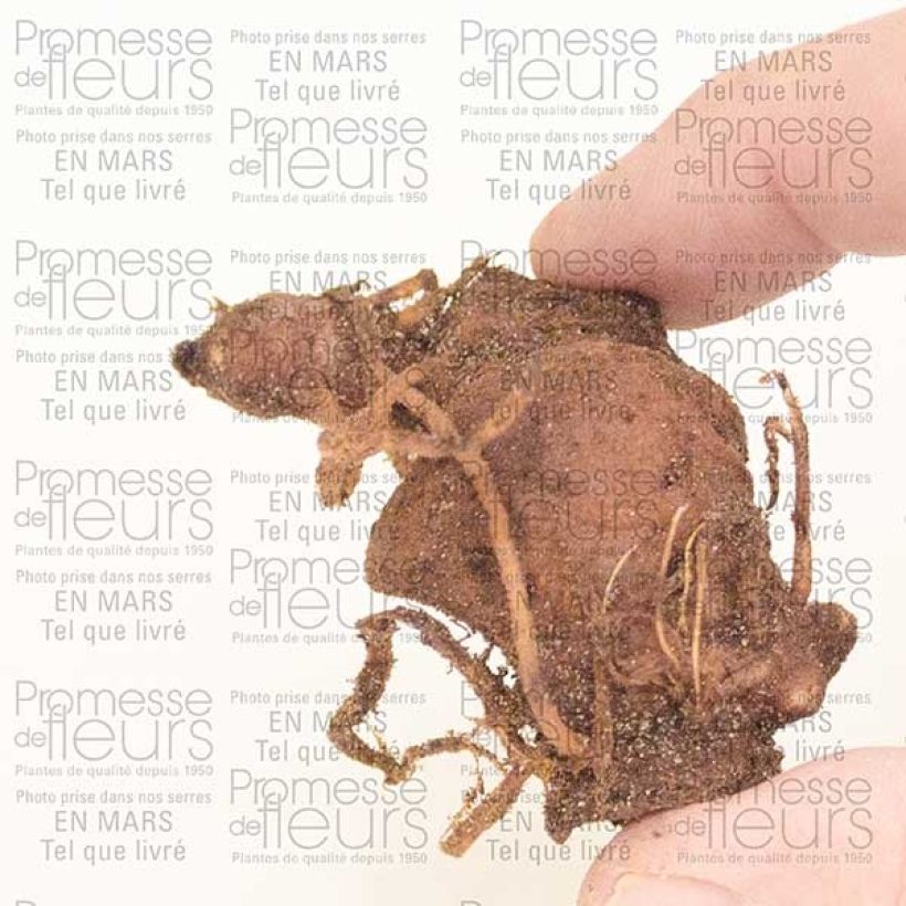 Exemple de spécimen de Paris polyphylla Bulbes tel que livré