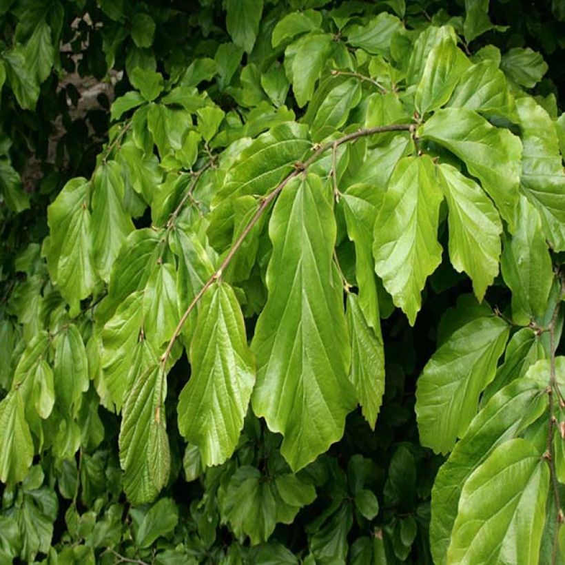 Arbre de fer - Parrotia persica (Feuillage)