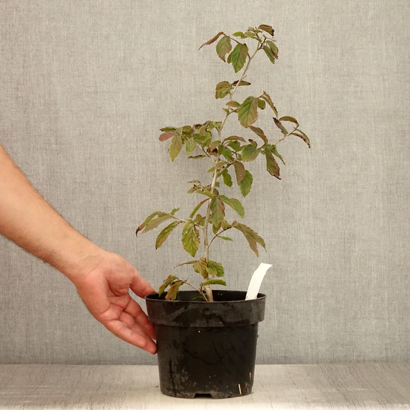 Spécimen de Parrotia persica Bella - Arbre de fer - Pot de 3L/4L tel que livré en été