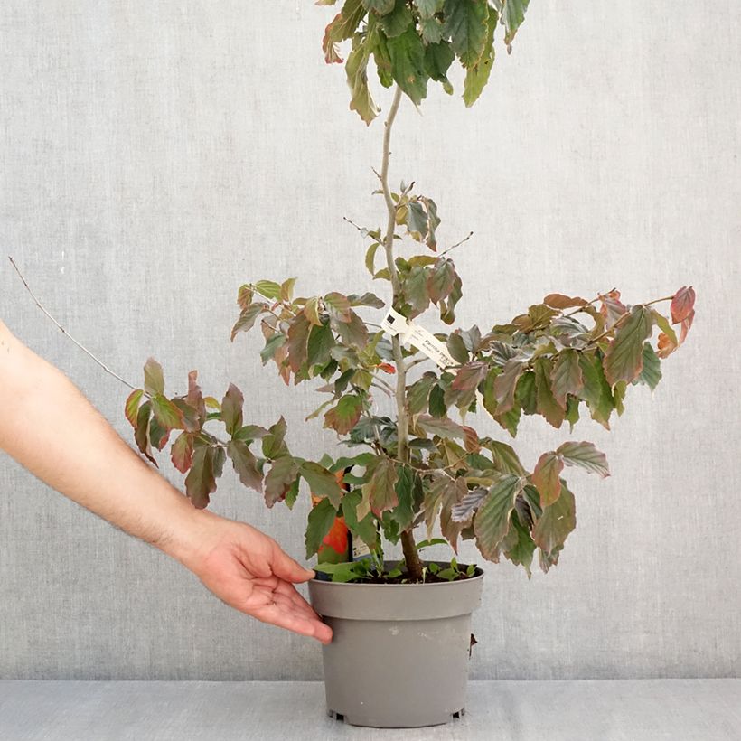 Spécimen de Parrotia persica Burgundy - Arbre de fer Pot de 4L/5L tel que livré en été
