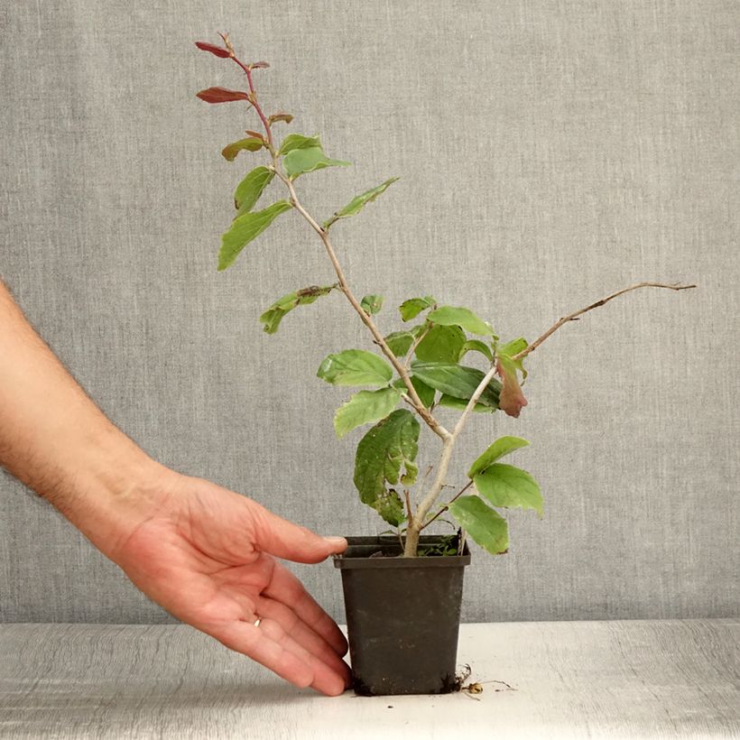 Spécimen de Parrotia persica Vanessa - Arbre de fer Godet de 8/9 cm tel que livré en été