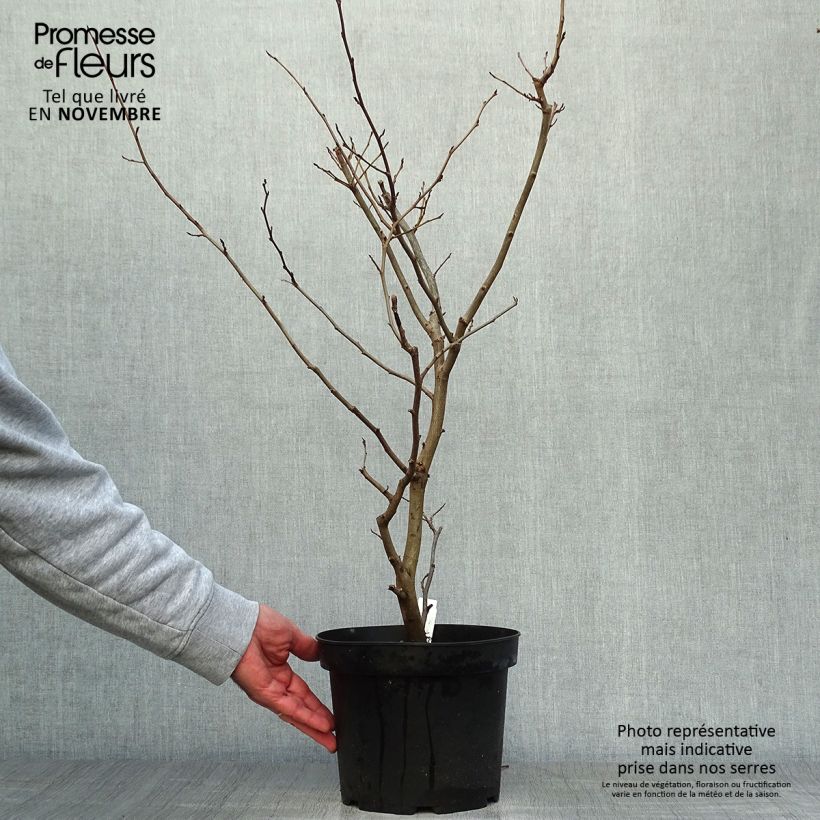 Spécimen de Parrotia persica Vanessa - Arbre de fer Pot de 4L/5L tel que livré en automne