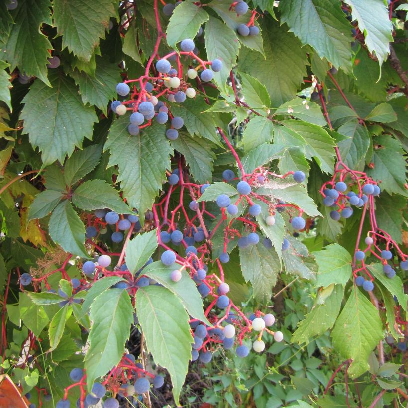 Vigne vierge - Parthenocissus quinquefolia (Feuillage)