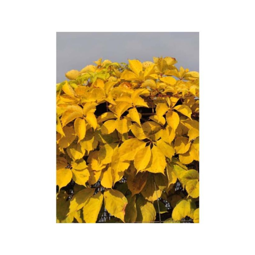 Vigne vierge - Parthenocissus quinquefolia Yellow Wall (Feuillage)