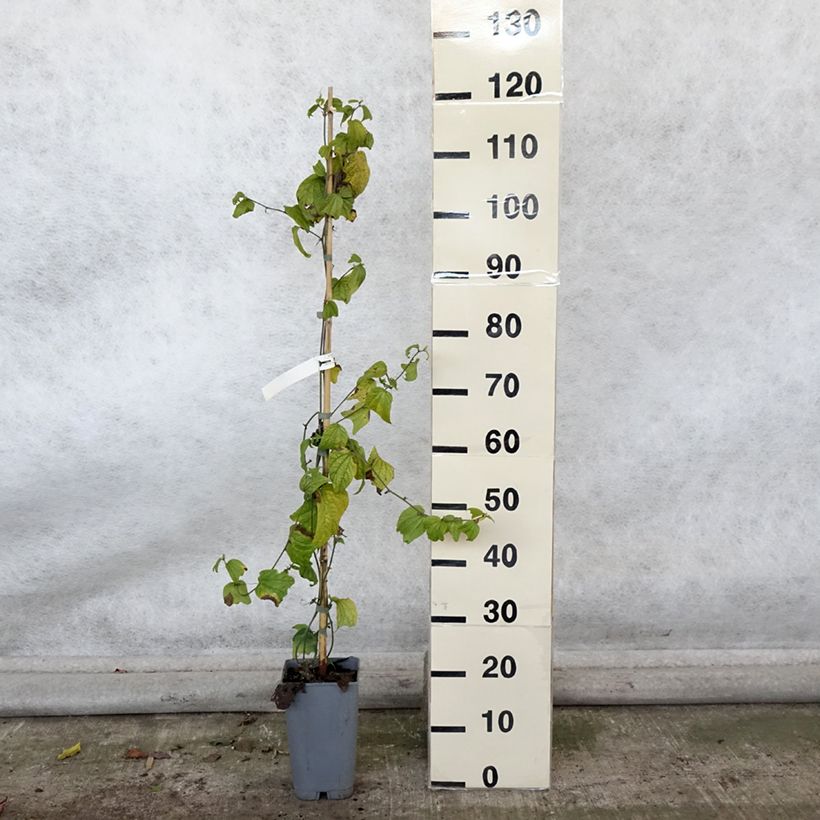 Spécimen de Passiflora citrina - Fleur de la passion Pot de 3L/4L tel que livré en automne