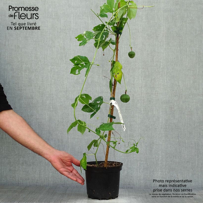 Spécimen de Passiflora incarnata - Passiflore officinale tel que livré en automne