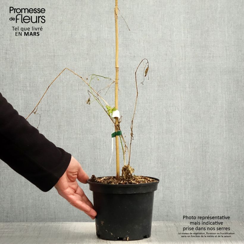 Spécimen de Passiflora incarnata - Passiflore officinale tel que livré au printemps